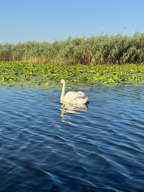 Boat Trip to Caraorman Forest – Danube Delta (6–7 hours) - Isăcel and Isac, the fishing lakes