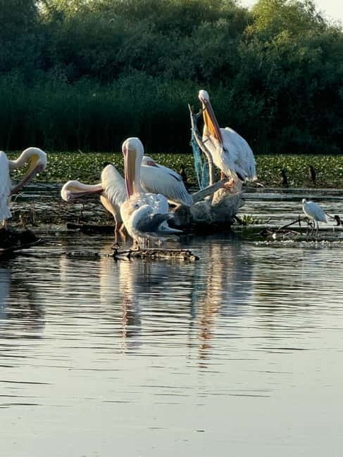 Boat Trip to Caraorman Forest – Danube Delta (6–7 hours) - Practical comfort and who should book