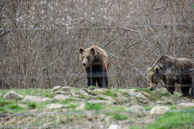 Bran Castle, Bear Sanctuary, and Rasnov Fortress Half Day Tour - What the guide adds to the day