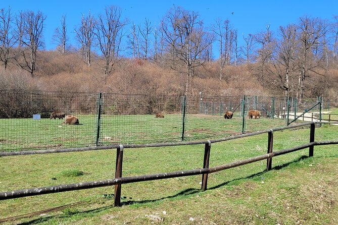 Bran Castle & Bear Sanctuary from Brasov - Optional Peles Castle - Bran Castle: separating Dracula from the real past