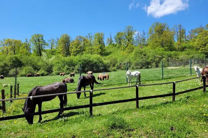 Bran Castle & Bear Sanctuary from Brasov - Optional Peles Castle - The 45-minute ride from Brasov to Zarnesti