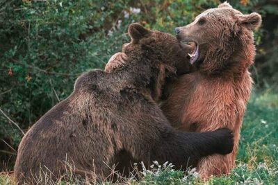 Bear Sanctuary, Bran Castle & Rasnov Fortress GUIDED Tour