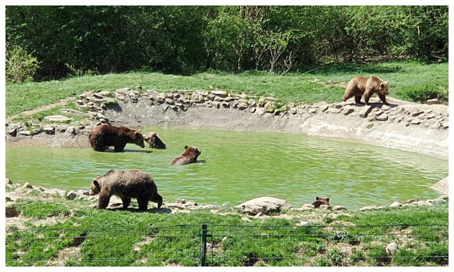 Brasov: Bear Sanctuary, Dracula Castle, and Râşnov Fortress - What your entry fee covers at the bear sanctuary