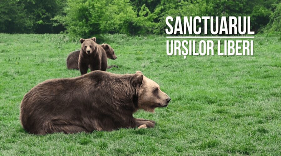 Brasov: Bear Sanctuary, Dracula Castle, and Râşnov Fortress - Who should book this experience