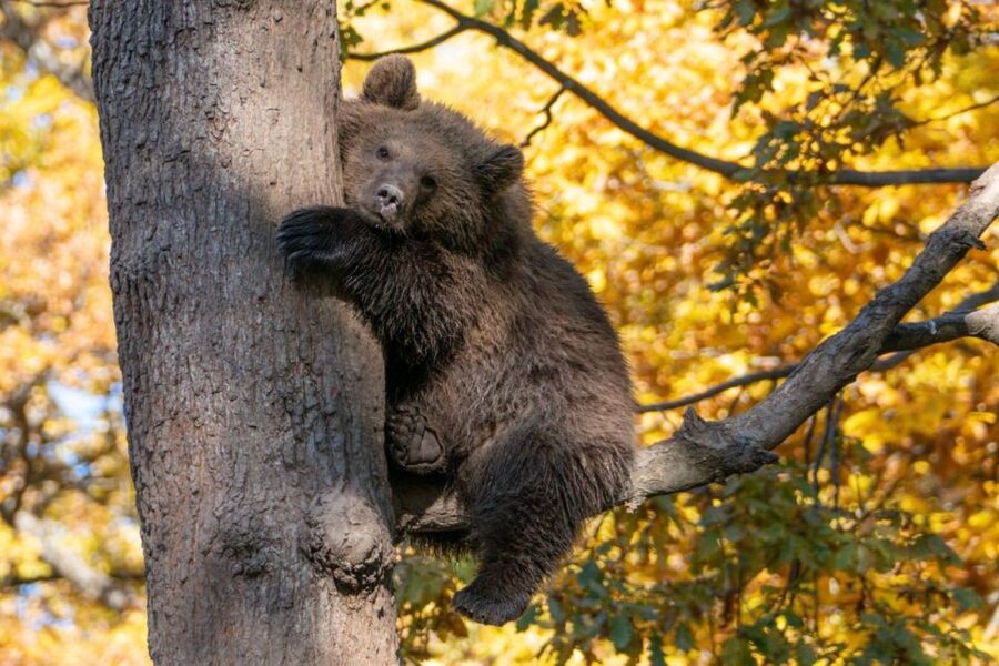 Brasov: Bear Sanctuary, Dracula Castle, and Râşnov Fortress - Should you book the Brașov bear sanctuary and castle tour?