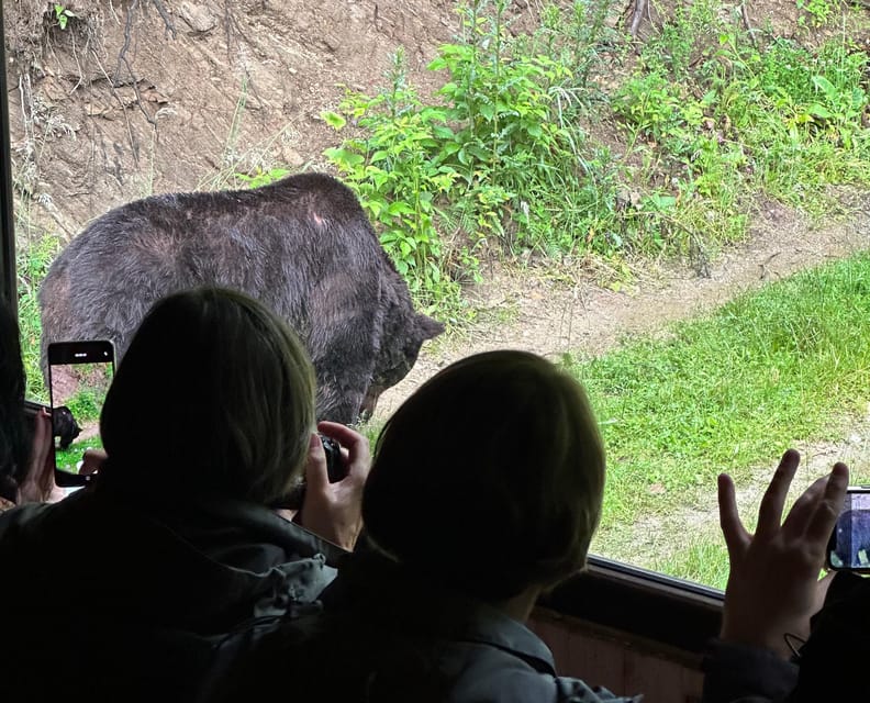 Brasov: Bear Watching in the Wild (From a Hideout) - Why this bear watch works so well