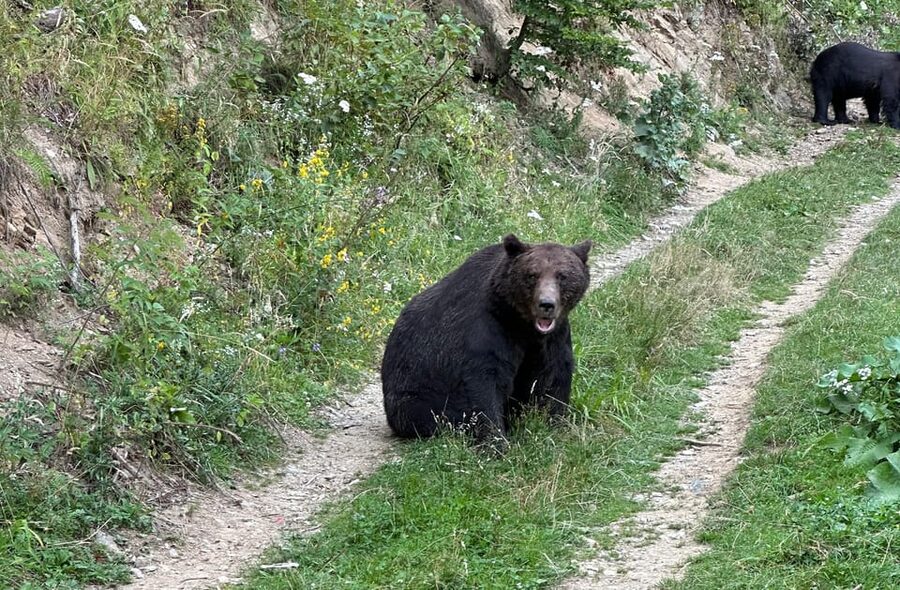 Brasov: Bear Watching in the Wild (From a Hideout) - When the bears arrive