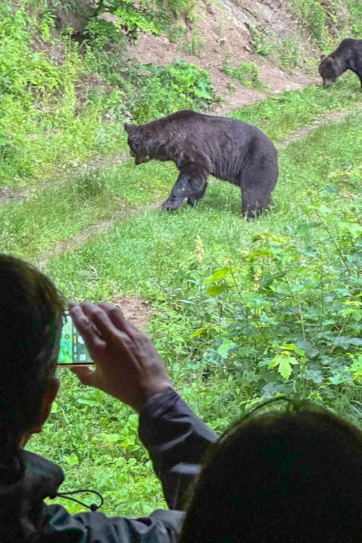 Brasov: Bear Watching in the Wild (From a Hideout) - Foxes, ravens, and smaller forest animals