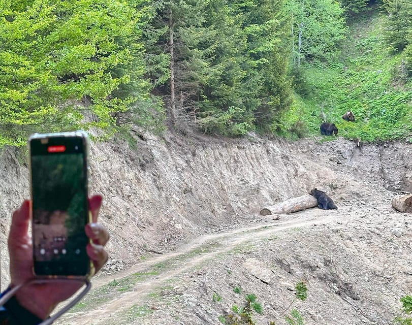 Brasov: Bear Watching in the Wild (From a Hideout) - Rain, safety, and comfort