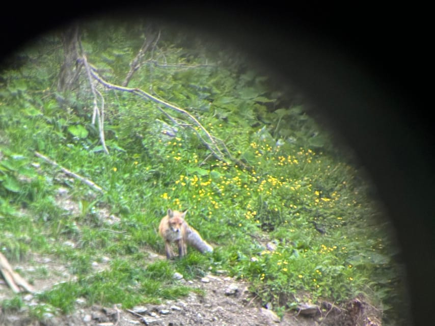 Brasov: Bear Watching in the Wild (From a Hideout) - Who should book this experience?