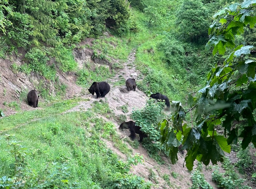 Brasov: Bear Watching in the Wild (From a Hideout) - Should you book the Brasov bear watch?