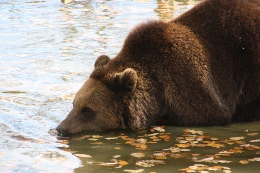 Brasov: Libearty Bear Sanctuary - Practical advice for a better visit