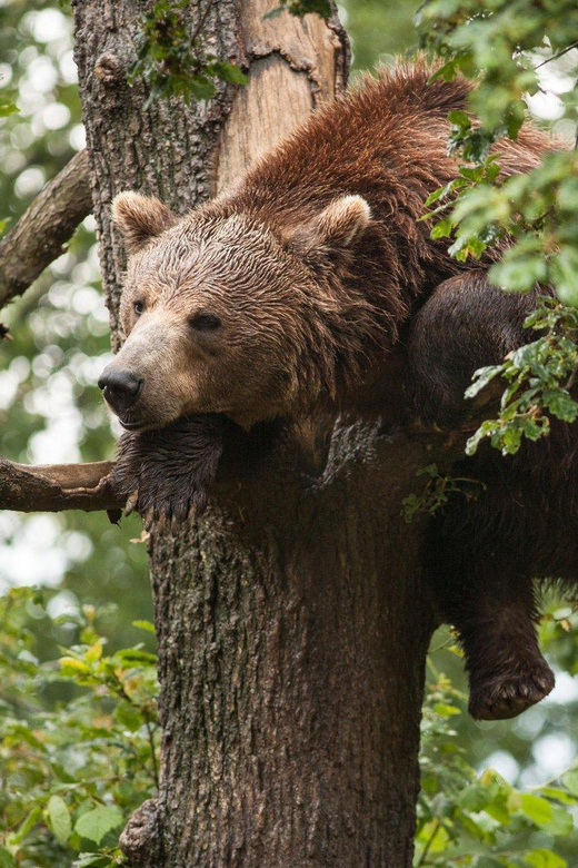 Brasov: Libearty Bear Sanctuary - Why Libearty is more than a bear-viewing stop