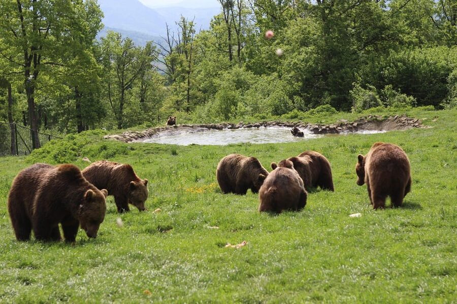Brasov: Libearty Bear Sanctuary - What you may see along the paths