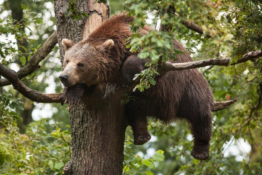 Brasov: Libearty Bear Sanctuary - What the $50 price really includes
