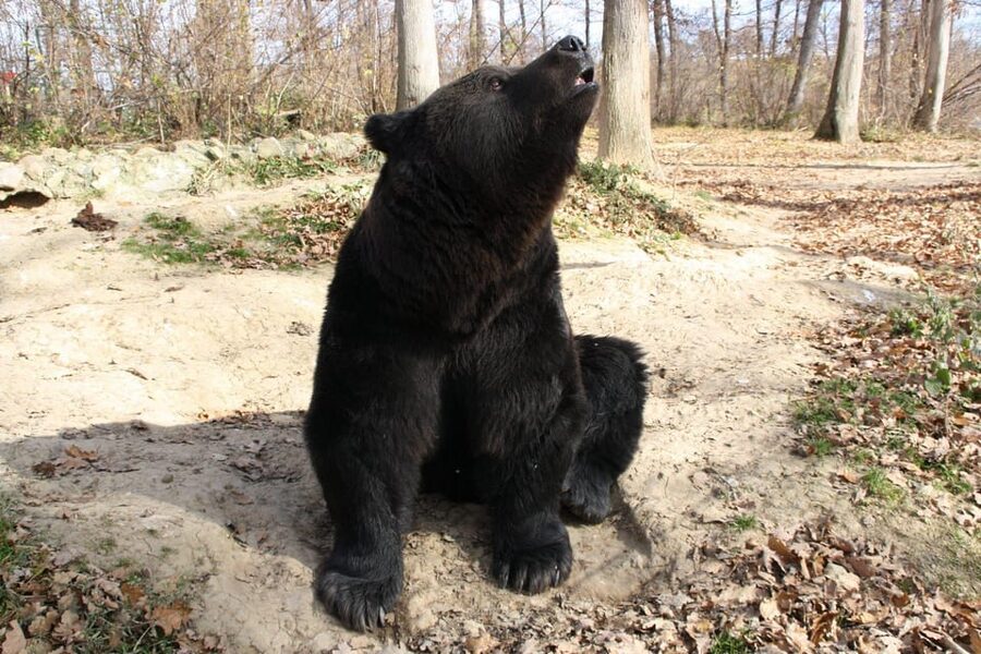 Brasov: Libearty Bear Sanctuary - The timing issue you should plan around