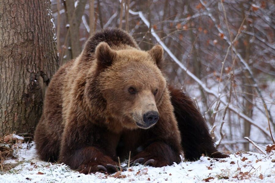 Brasov: Libearty Bear Sanctuary - Who will enjoy this visit most