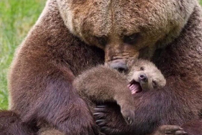 Brown Bear Sanctuary Tour from Brasov Entrance Ticket Guaranteed - Why Libearty is more than a quick wildlife stop