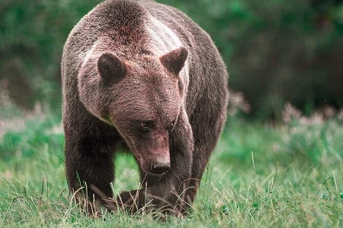 Brown Bear Sanctuary Tour from Brasov Entrance Ticket Guaranteed - Practical details that affect your day