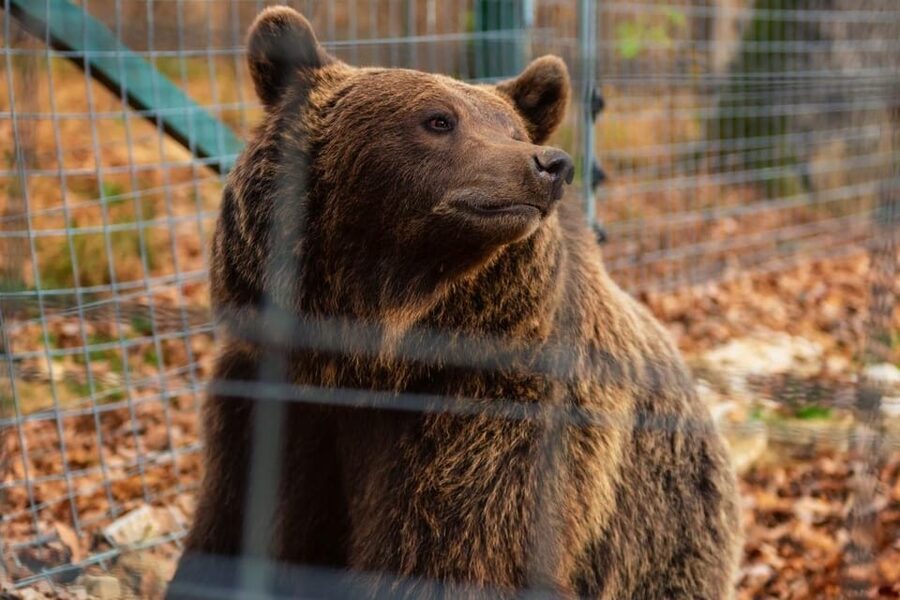 Bucharest: Bran Castle and Bear Sanctuary Small-Group Tour - Leaving Bucharest for the Carpathian Mountains