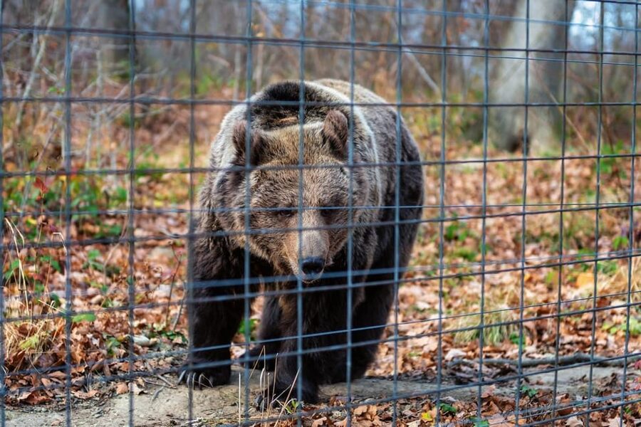 Bucharest: Bran Castle and Bear Sanctuary Small-Group Tour - Timing, traffic, and the physical effort