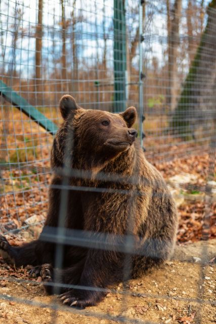 Bucharest: Bran Castle and Bear Sanctuary Small-Group Tour - Final verdict: a worthwhile long day from Bucharest