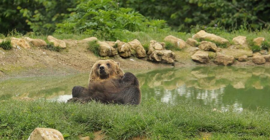 Bucharest: Day Trip to Bear Sanctuary, Bran Castle & Brasov - What the $136 Price Covers
