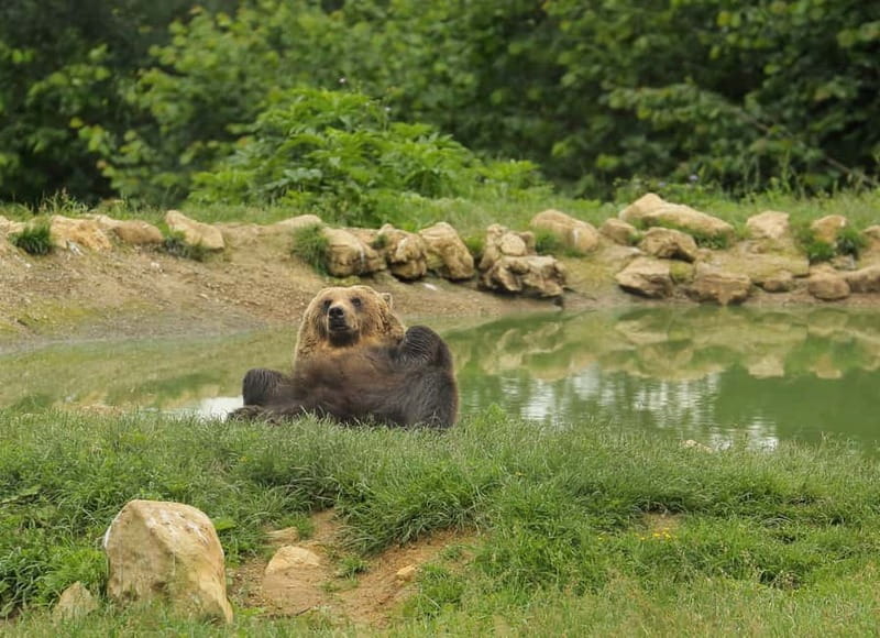 Bucharest: Day Trip to Bear Sanctuary, Bran Castle & Brasov - The Three-Hour Ride From Bucharest
