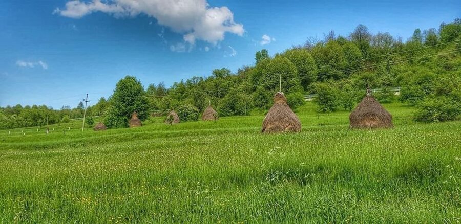 Bucharest: The Biggest Salt Mine in Europe & Wine Tasting - Tasting wine and eating in Dealu Mare