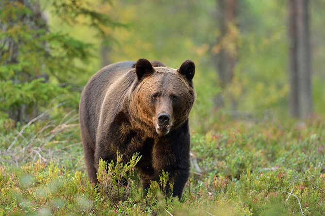 Carpathian Wilderness: A Wildlife Experience from Brașov - Key points at a glance