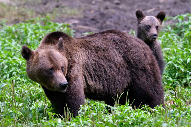 Carpathian Wilderness: A Wildlife Experience from Brașov - Leaving Brașov for the Carpathian forest