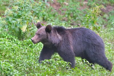 Carpathian Wilderness: A Wildlife Experience from Brașov