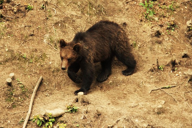 Carpathian Wilderness: A Wildlife Experience from Brașov - What the $95.58 price gets you