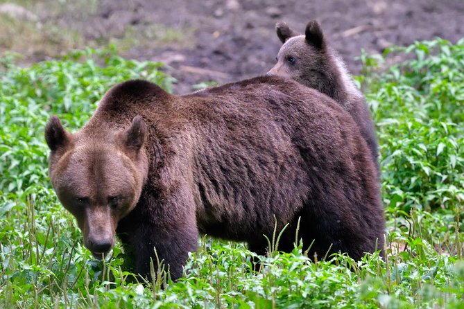Carpathian Wilderness: A Wildlife Experience from Brașov - The real risk: no bear at all