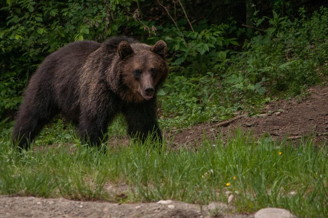 Carpathian Wilderness: A Wildlife Experience from Brașov - Who will enjoy this outing most