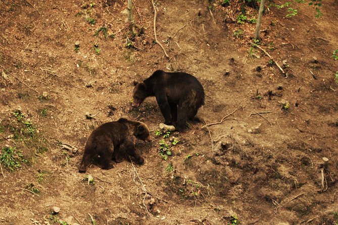 Carpathian Wilderness: A Wildlife Experience from Brașov - Booking details worth knowing before you go
