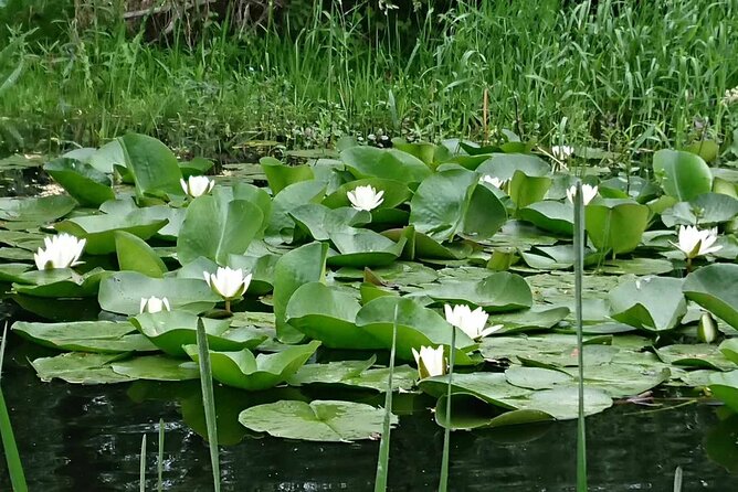 Daily Tours in the Danube Delta - Camely Cruise - A realistic look at the $494.60 group price