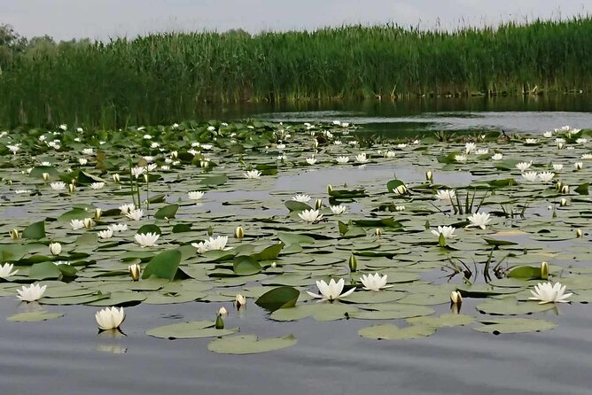 Daily Tours in the Danube Delta - Camely Cruise - Who will enjoy this Danube Delta outing