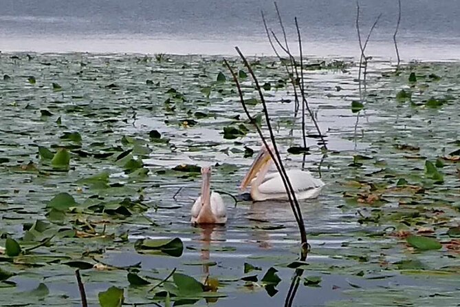 Daily Tours in the Danube Delta - Camely Cruise - Practical planning for your day in Tulcea