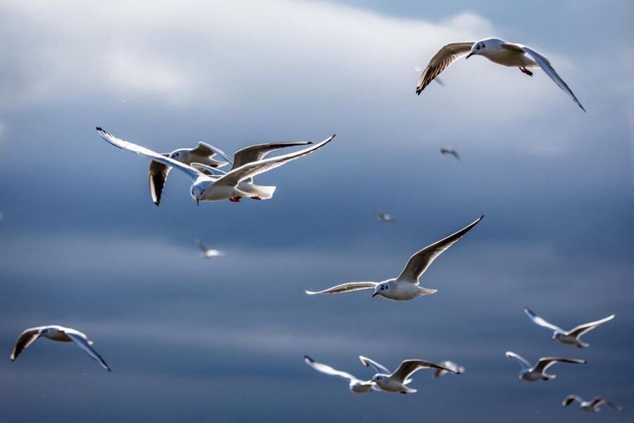Danube Delta - 2-Day Tour from Bucharest - Key points to know before booking