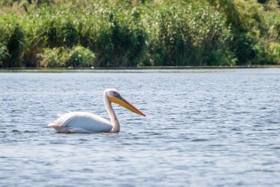 Danube Delta - 2-Day Tour from Bucharest - The first boat trip: sunset, birds, or fishing