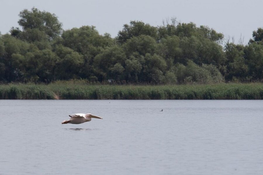 Danube Delta - 2-Day Tour from Bucharest - Day 2: more water time before returning to Bucharest