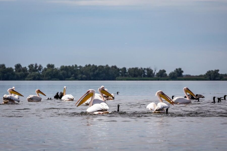 Danube Delta - 2-Day Tour from Bucharest - Accommodation, food, and the real cost