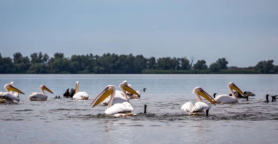 Danube Delta - 2-Day Tour from Bucharest - Small details that can make the trip better