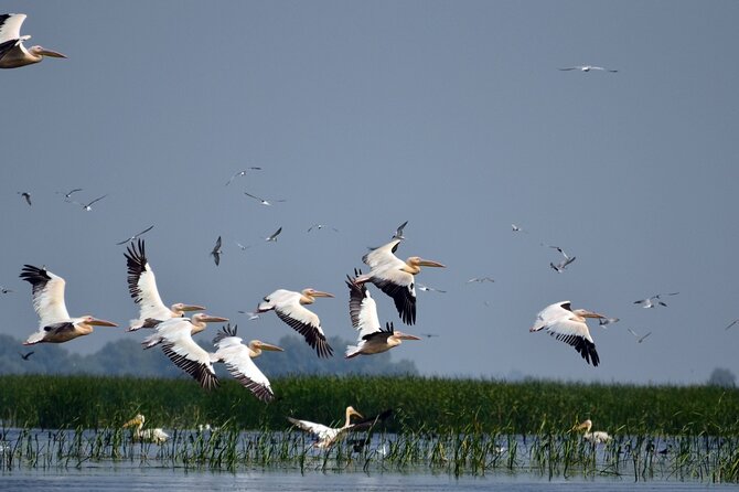 Danube Delta and Black See - 2 Days Private Tour from Bucharest - Overnight in Tulcea