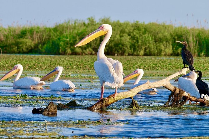 Danube Delta and Black See - 2 Days Private Tour from Bucharest - Carol I Mosque: a striking start in Constanta