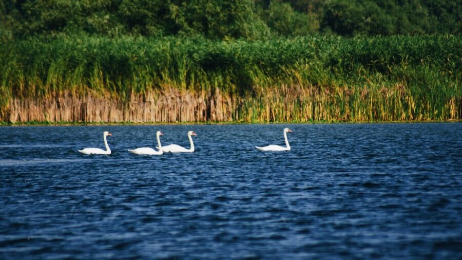Danube Delta: Boat Tour Through the Water Lily Reserve - Key points to know before you go
