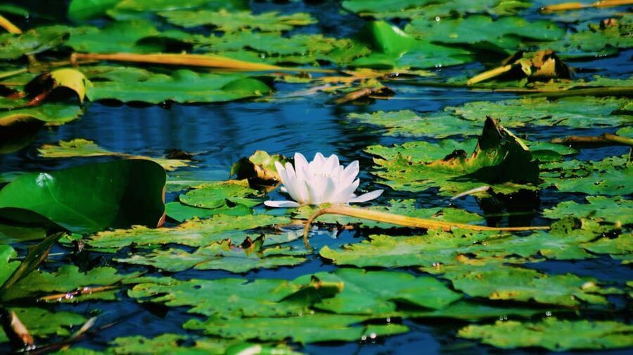 Danube Delta: Boat Tour Through the Water Lily Reserve - White and yellow lilies across the reserve
