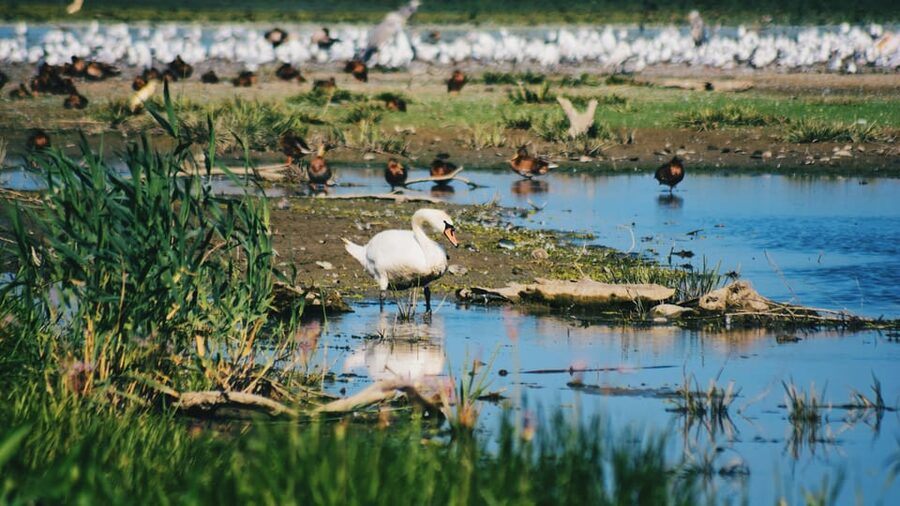 Danube Delta: Boat Tour Through the Water Lily Reserve - Watching for pelicans, herons, and cormorants