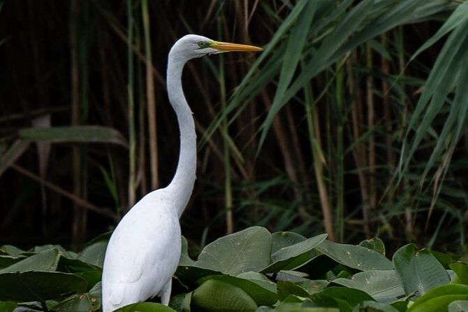 Danube Delta - Private Tour with Boat Trip & Traditional Lunch - Four hours among the delta’s waterways